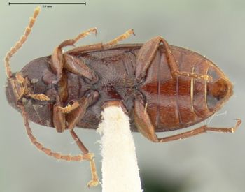 Media type: image;   Entomology 24596 Aspect: habitus ventral view